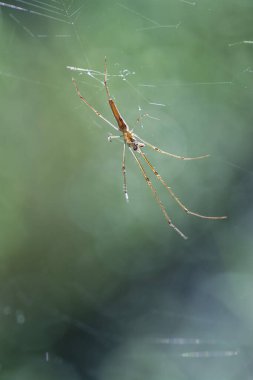 Örümcek ağ koçanı havada asılı