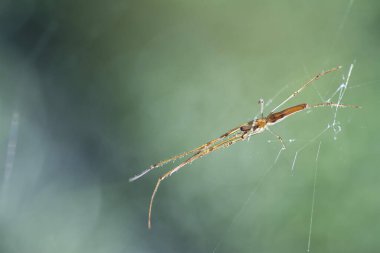 Örümcek ağ koçanı havada asılı