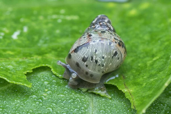 非常小的黏糊糊的花园蜗牛 — 图库照片