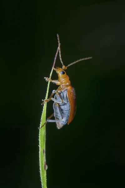 Close Shot Van Orange Cucurbit Leaf Beetle — Stockfoto