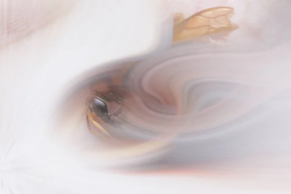 Барвисті Комп Ютерні Згенеровані Абстрактні Фігурні Зображення Twirl — стокове фото