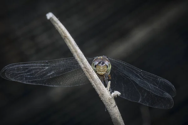 Dragonfly Σκαρφαλωμένη Στο Αποξηραμένο Κλαδί — Φωτογραφία Αρχείου