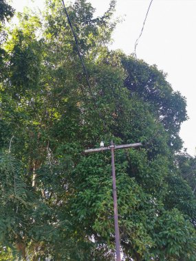 Ağaçların etrafında klasik telefon direği 