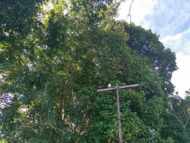 Ağaçların etrafında klasik telefon direği 