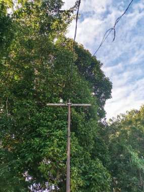 Ağaçların etrafında klasik telefon direği 