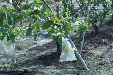 Dallarda yetişen plastik ambalajlı taze pembe psidyum guajava..