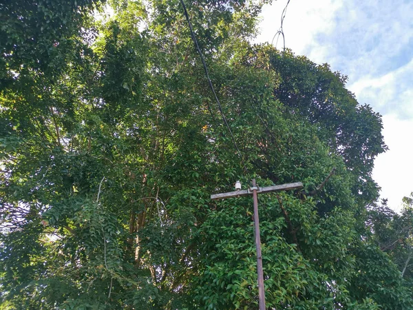 Ağaçların etrafında klasik telefon direği 