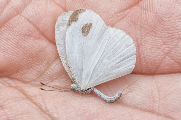 Plan Rapproché Petit Papillon Lycaenidae Blanc — Photo