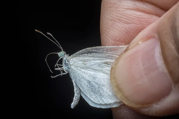 Tiro Cerca Pequeña Mariposa Lycaenidae Blanca — Foto de Stock