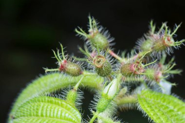 sarı çılgın karınca klidemia hirta bitkisinde