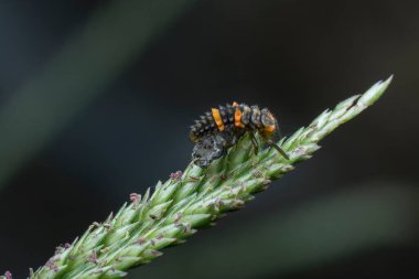 Küçük uğur böceği larvalarını yakından çek 
