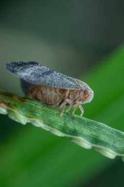 Yaprak sıçrayan böceğin yakın çekimi.