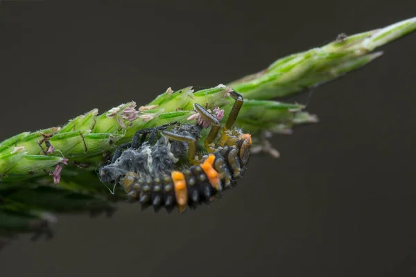 Close Shot Piccole Larve Coccinella — Foto Stock