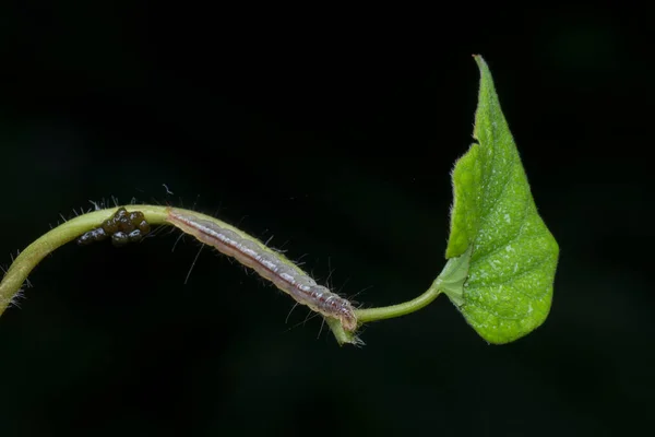 Kapusta Półlooper Thysanoplusia Orichalcea Noctuidae Gąsienica — Zdjęcie stockowe