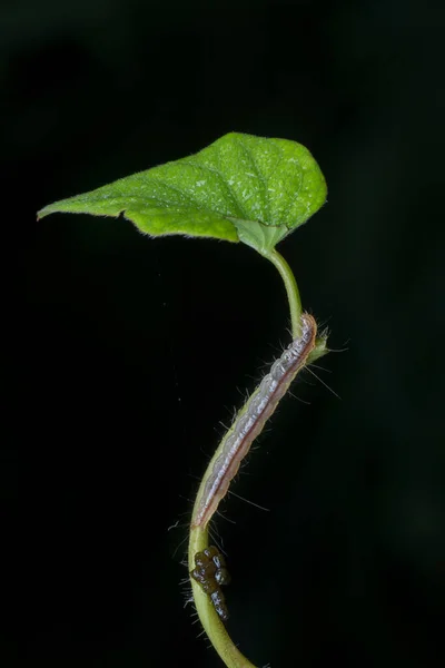Semilooper Chou Thysanoplusia Orichalcea Noctuidae Chenille — Photo