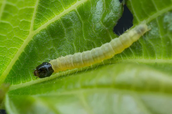 Zblízka Záběr Malého Thymelicus Sylvestris — Stock fotografie