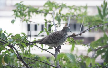 Zebra Güvercin ağaç dalında dinleniyor