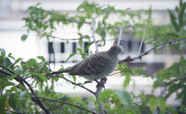 Zebra Güvercin ağaç dalında dinleniyor