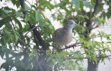 Zebra Güvercin ağaç dalında dinleniyor
