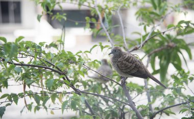 Zebra Güvercin ağaç dalında dinleniyor