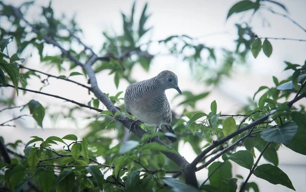 Zebra Dove Resting Tree Branch — Stock Photo, Image