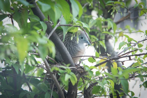 Zebra Dove Resting Tree Branch — Stock Photo, Image