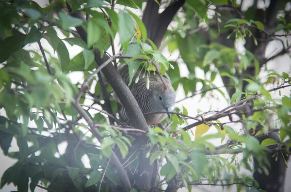 Zebra Dove resting on the tree branch