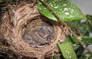 Sarı delikli gencin yakın çekimi