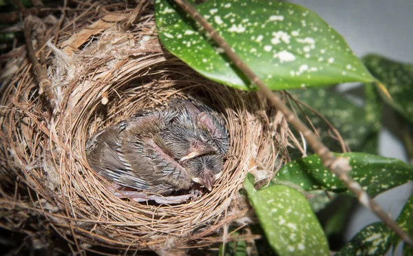 Zblízka Záběr Mladé Žluté Větrané Bulbul — Stock fotografie