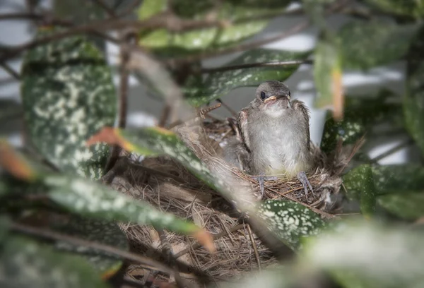 Nahaufnahme Des Jungen Gelbgesperrten Bulbul — Stockfoto