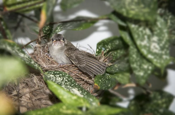 Close Shot Young Yellow Vented Bulbul — Stock Photo, Image