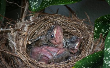 Genç sarı delikli bulbul yavrusu yuvada