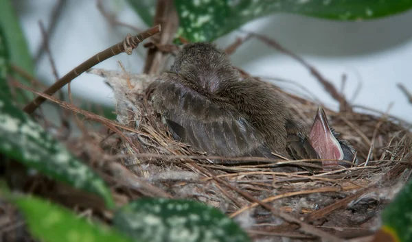 Jeune Poussin Bulbul Évent Jaune Dans Nid — Photo