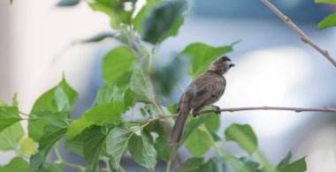 Sarı menfezli bulbul 'a yakın çekim