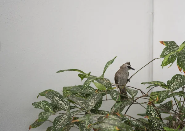 Close Shot Yellow Vented Bulbul — Stock Photo, Image