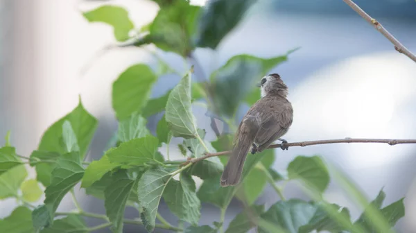 Nahschuss Des Gelbgesperrten Bulbul — Stockfoto