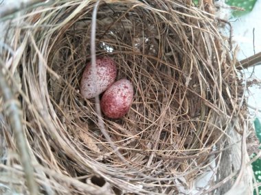 İki sarı delikli bülbül yumurtası.