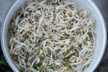 Taze taze taze fasulye filizi.