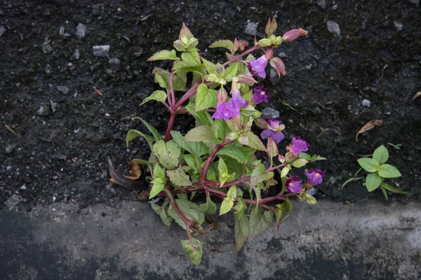 Planta Torenia Selvagem Brotando Longo Concreto Asfalto Beira Estrada — Fotografia de Stock