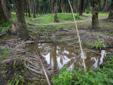 Malikanedeki basit drenaj sistemi.
