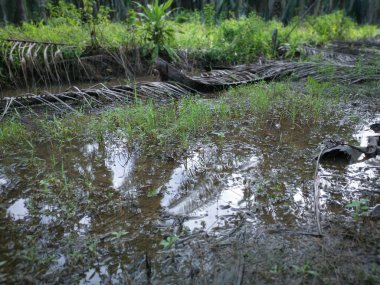 Malikanedeki basit drenaj sistemi.