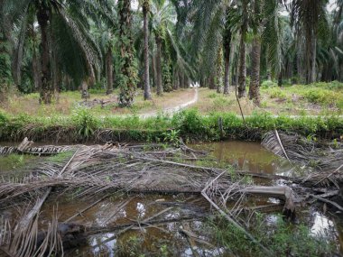Malikanedeki basit drenaj sistemi.