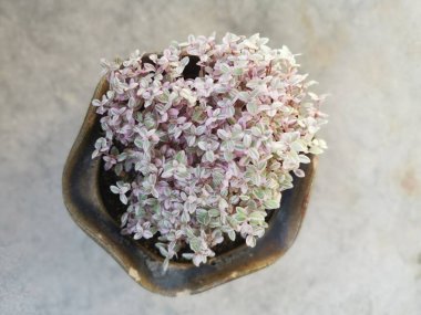 Minik pembe kallizi sulu bitkiye tövbe eder.