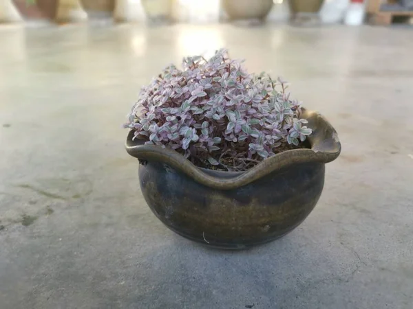 Tiny Pink Callisia Repens Succulent Plant — Stock Photo, Image