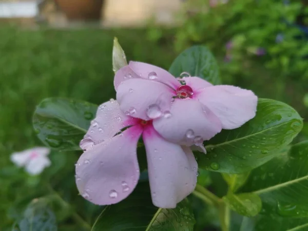 Tiro Perto Catharanthus Roseus — Fotografia de Stock