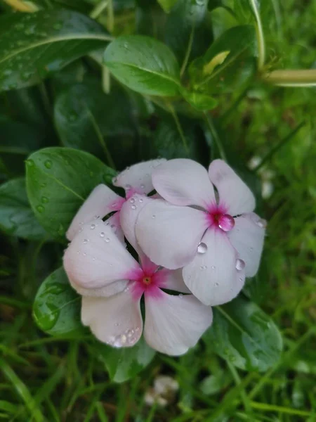 Disparo Cercano Catharanthus Roseus — Foto de Stock