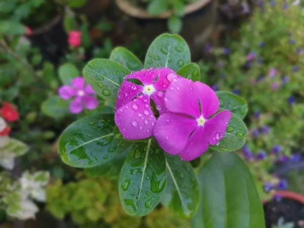 Disparo Cercano Catharanthus Roseus —  Fotos de Stock