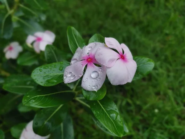 Tiro Perto Catharanthus Roseus — Fotografia de Stock