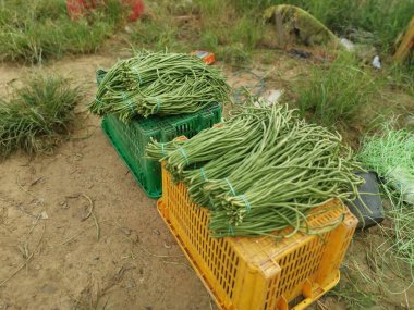 Sepetin üzerinde bir tomar taze fasulye var.
