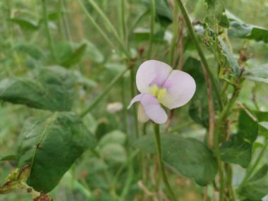 Longbean tarım çiftliğindeki olay yeri.